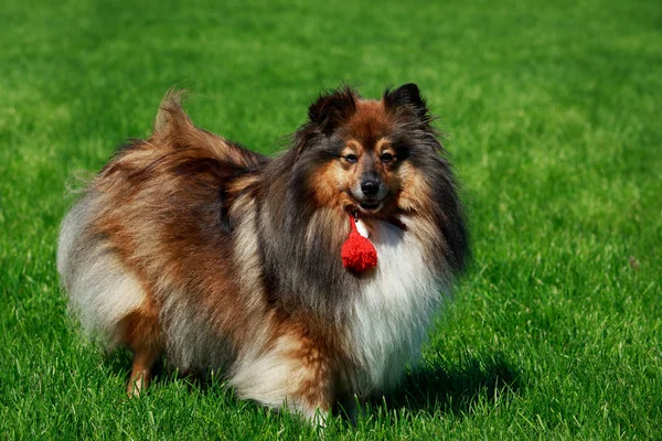 Raça Cão Shetland Sheepdog Sheltie Está Uma Grama Verde — Fotografia de Stock