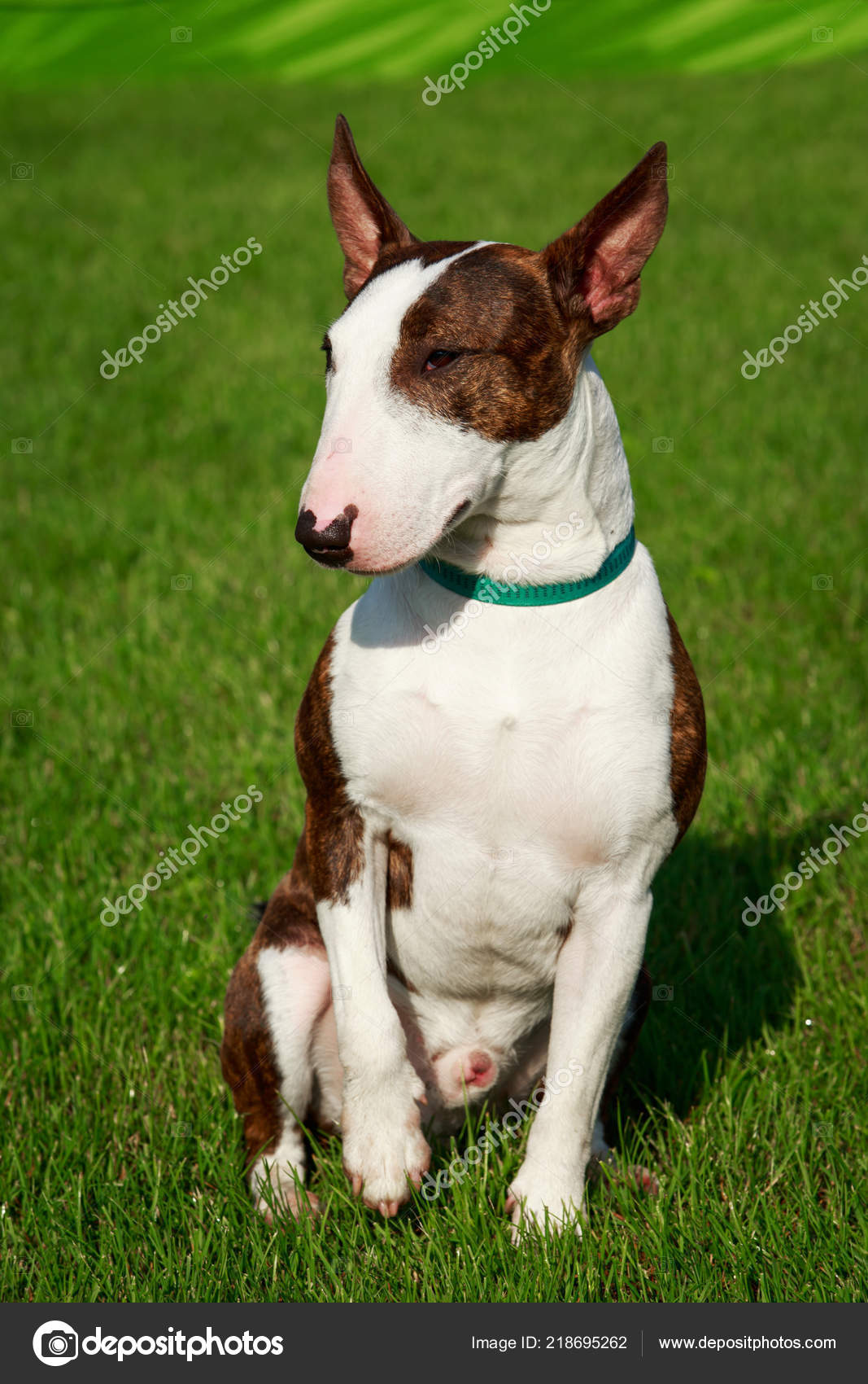 Race Chien Bull Terrier Assis Sur Herbe Verte Photographie