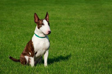 Köpek doğurmak boğa korkunç yeşil çimenlerin üzerinde oturan