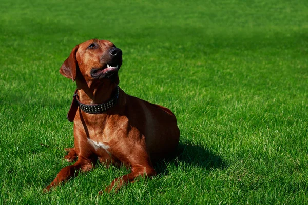 Race Chien Rhodesian Ridgeback Est Couché Sur Une Herbe Verte — Photo