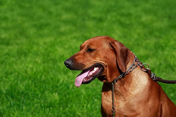 狗品种罗得西亚 Ridgeback 坐在绿草上 — 图库照片
