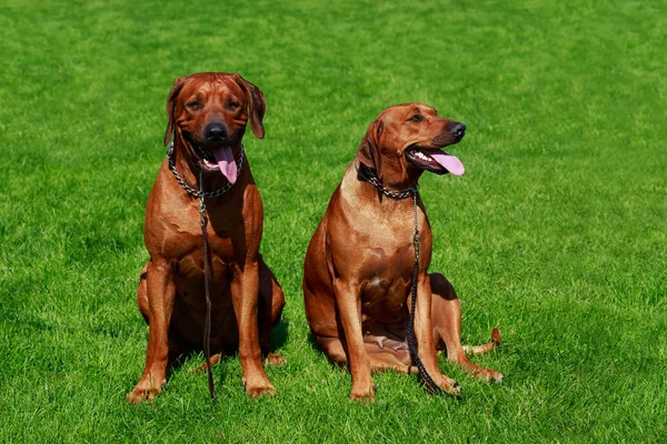 Dos Perros Rhodesian Ridgeback Está Sentado Una Hierba Verde —  Fotos de Stock