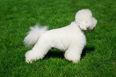 Yeşil çimenlerin üzerinde Bichon Frise köpek doğurmak