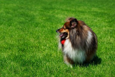 Köpek doğurmak Shetland koyun sığınak yeşil çimenlerin üzerinde duruyor