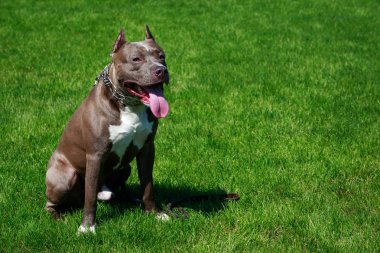 Amerikalı çukur boğa korkunç doğurmak köpek