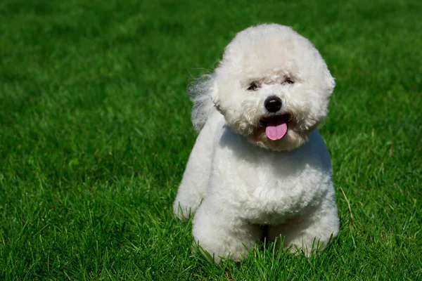 Yeşil çimenlerin üzerinde Bichon Frise köpek doğurmak