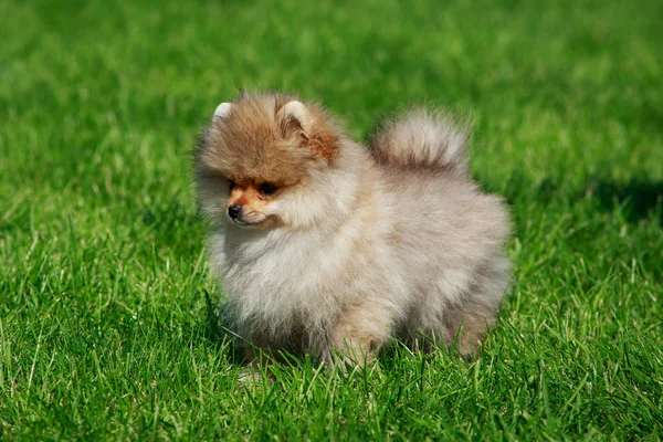 Petit Spitz Poméranien Tient Sur Herbe Verte — Photo