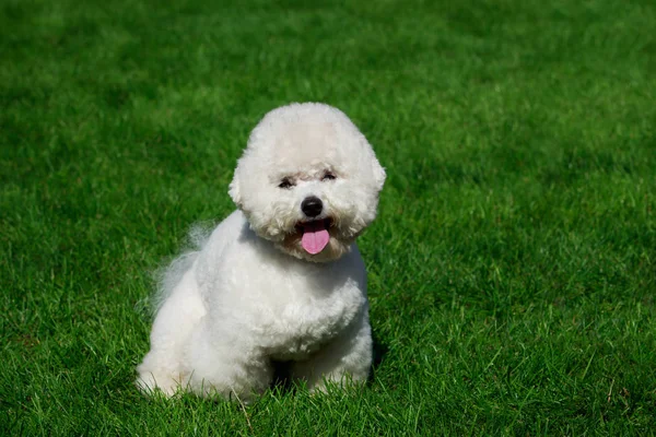 Pies Rasy Bichon Frise Zielonej Trawie — Zdjęcie stockowe