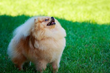 Küçük Pomeranian Spitz stand yeşil çimenlerin üzerinde