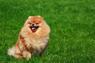 Küçük Pomeranian Spitz yeşil çimenlerin üzerinde oturan