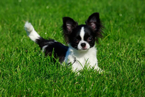 狗品种奇瓦瓦州的绿草背景上 — 图库照片