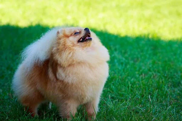 Pequeño Pomeranian Spitz Pie Sobre Hierba Verde — Foto de Stock