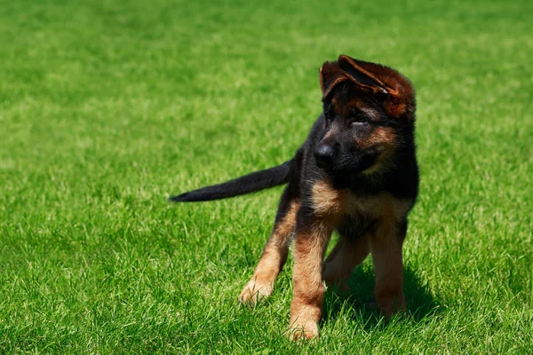 Pequeño Cachorro Raza Pastor Alemán Sobre Hierba Verde — Foto de Stock