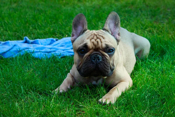 Raça Cão Bulldog Francês Grama Verde — Fotografia de Stock