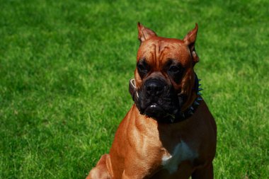 Köpek doğurmak Alman boksör yakın çekim yeşil çimenlerin üzerinde