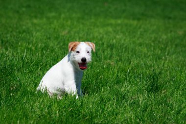 Köpek doğurmak Parson Russell Terrier yeşil çimenlerin üzerinde