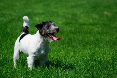 Köpek doğurmak Parson Russell Terrier yeşil çimenlerin üzerinde