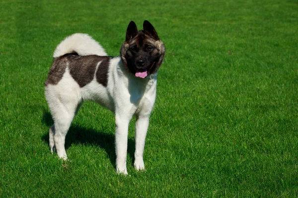 Raça Cão American Akita Stand Grama Verde — Fotografia de Stock