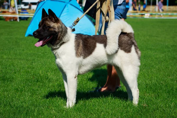 Razza Cane Americano Akita Stand Erba Verde — Foto Stock