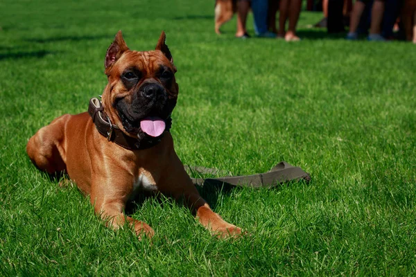 狗在绿草上繁殖德国拳击手特写 — 图库照片