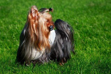 Yorkshire Terrier köpek doğurmak yeşil çimenlerin üzerinde duruyor