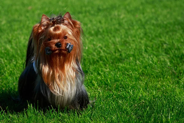 Yorkshire Terrier köpek doğurmak yeşil çimenlerin üzerinde duruyor