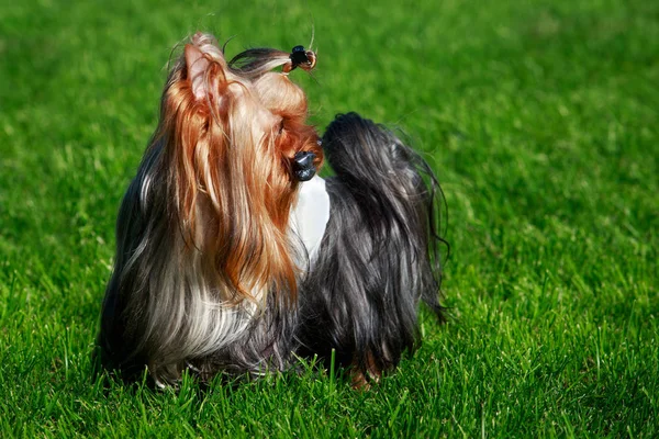 Dog Breed Yorkshire Terrier Stands Green Grass — Stock Photo, Image