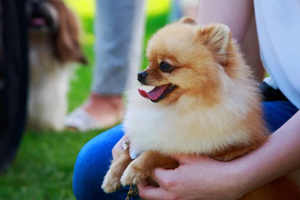 Dog Breed Pomeranian Spitz Close — Stock Photo, Image