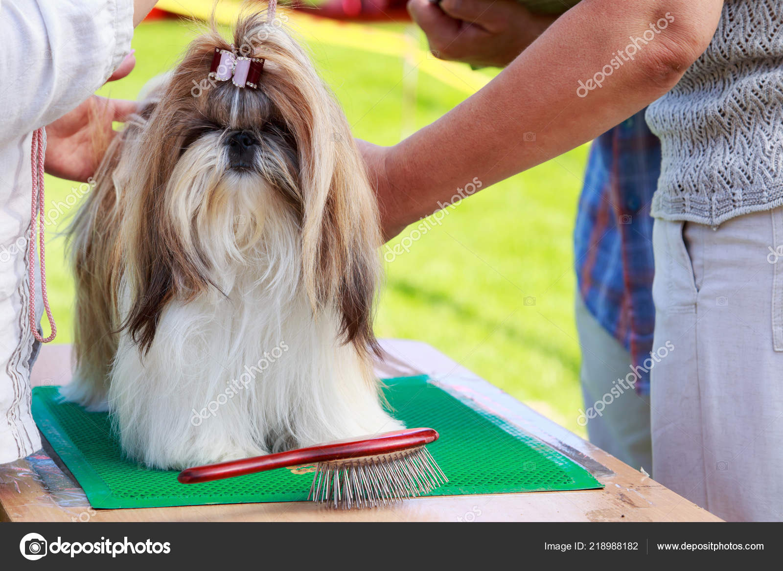 Chien Race Shih Tzu Est Debout Sur Une Table Photographie