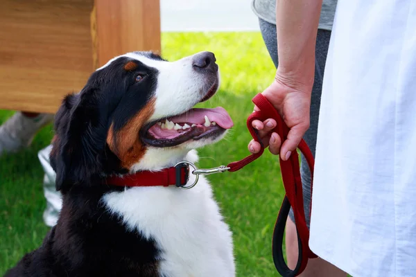 Bernese Mountain Dog Close — Stock Photo, Image