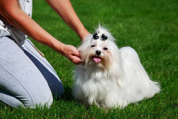 Cute Maltese Dog Standing Green Grass — Stock Photo, Image