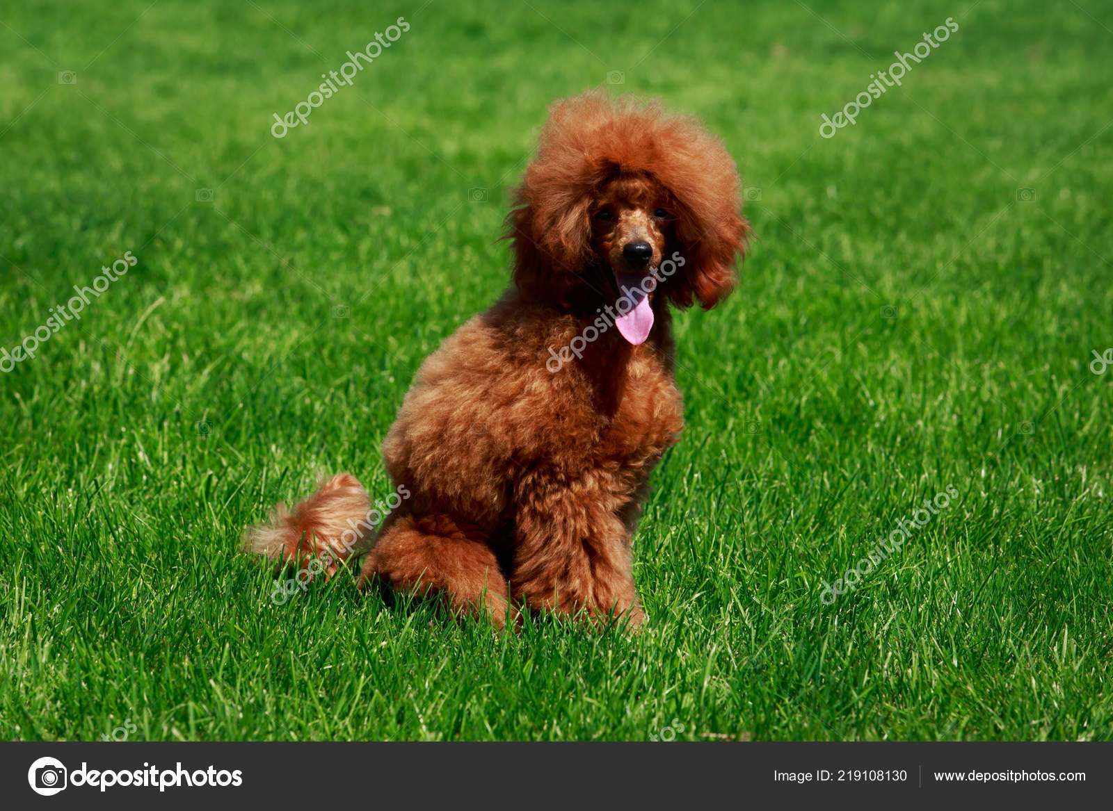 Miniature Petite Race Chien Caniche Assis Sur Herbe Verte