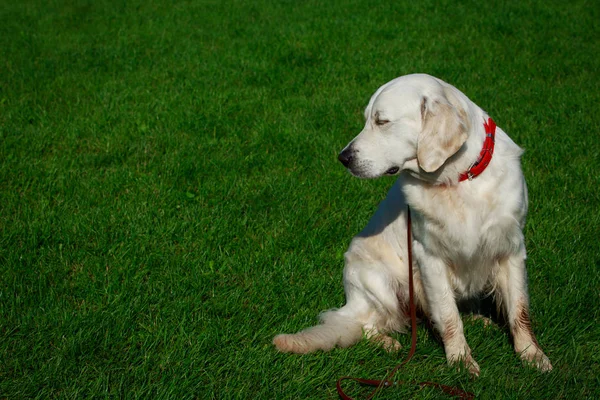 Raça Cão Golden Retriever Uma Grama Verde — Fotografia de Stock