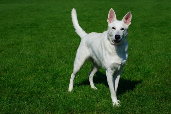 Witte Zwitserse Herder Stand Groen Gras — Stockfoto