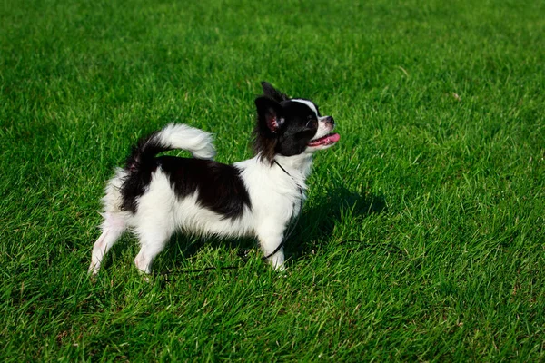 Породы Собак Чихуахуа Фоне Зеленой Травы — стоковое фото