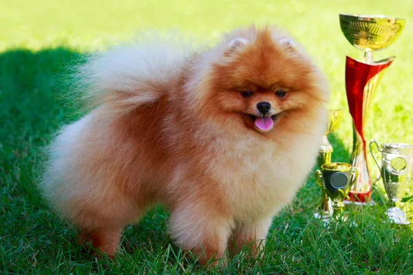 Der Kleine Pommernspitz Steht Auf Grünem Gras — Stockfoto