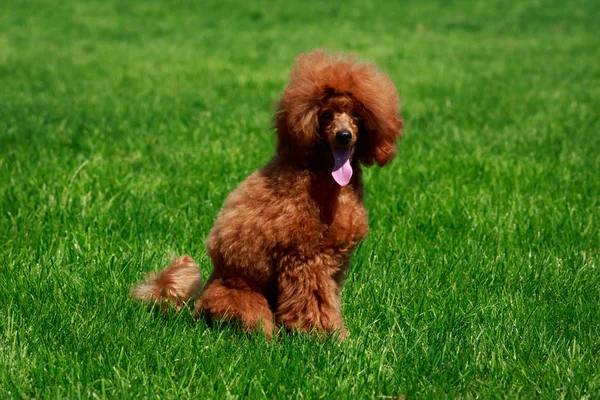 Pies Rasy Mały Miniaturowy Pudel Siedzi Zielonej Trawie — Zdjęcie stockowe