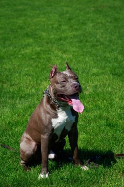 Amerikalı çukur boğa korkunç doğurmak köpek