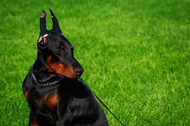 Doberman Pinscher köpek doğurmak yeşil çimenlerin üzerinde oturur
