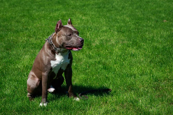 Pies Rasy American Pit Bull Terrier — Zdjęcie stockowe