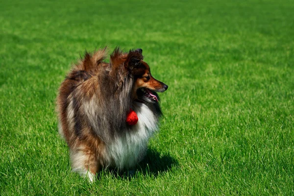 Pies Rasy Owczarek Szetlandzki Sheltie Jest Stojący Zielonej Trawie — Zdjęcie stockowe
