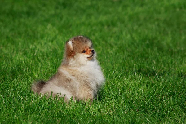 Small Pomeranian Spitz Sitting Green Grass — Stock Photo, Image