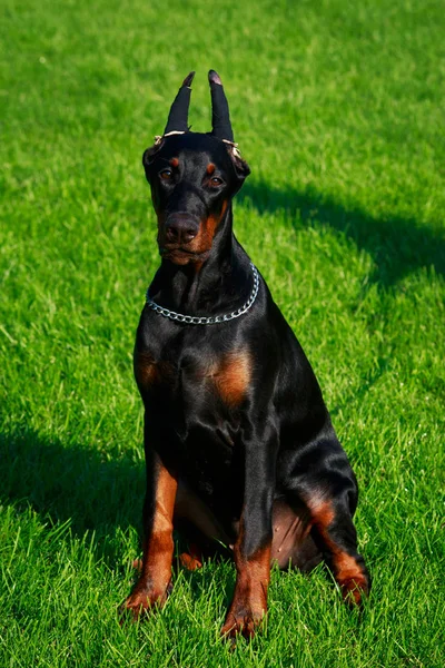 緑の芝生の上に座っている犬種ドーベルマン — ストック写真