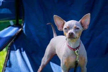 Köpek doğurmak Amerikalı tüysüz korkunç sandalye üzerinde duruyor