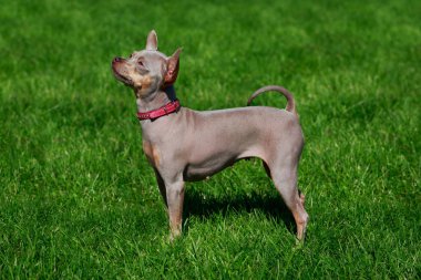 Köpek doğurmak Amerikalı tüysüz korkunç yeşil çimenlerin üzerinde