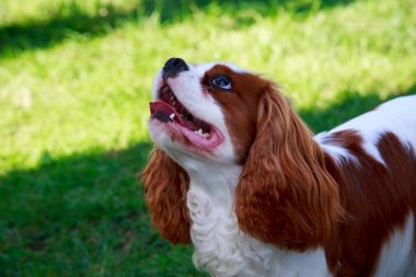 Köpek doğurmak düşüncesiz kral şarlatan İspanyol bir yakın çekim yeşil zemin üzerine
