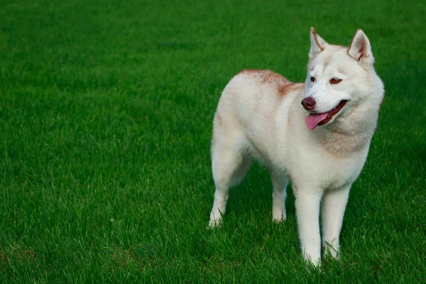 Hund Rasen Siberian Husky Står Ett Grönt Gräs — Stockfoto