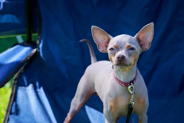 Raça Cão American Hairless Terrier Está Cadeira — Fotografia de Stock