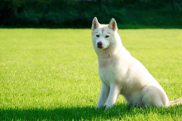 Köpek Doğurmak Siberian Dış Yapraklar Yeşil Otların Arasında Oturuyor — Stok fotoğraf