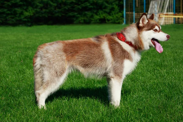 Razza Cane Siberian Husky Piedi Erba Verde — Foto Stock